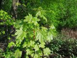 Acer platanoides. Верхушка молодого растения. Москва, Кусково, окраина лесопарка. 12.05.2014.