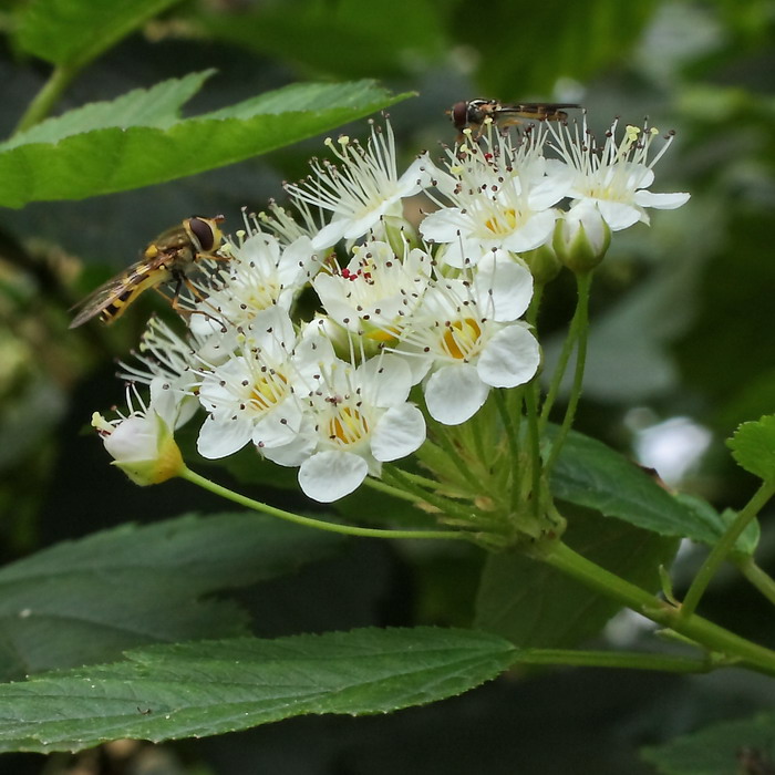 Изображение особи Physocarpus opulifolius.