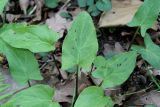 Arum dioscoridis