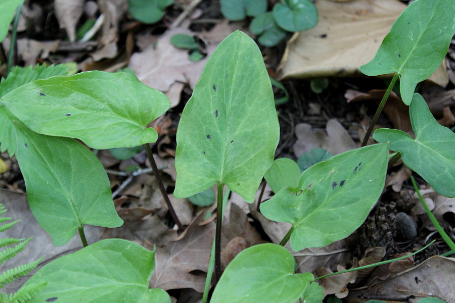 Изображение особи Arum dioscoridis.