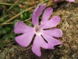 Primula minima. Цветок. Украина, Ивано-Франковская обл., Верховинский р-н, хр. Черногора, гора Смотрич, в скальной расщелине, около 1800 м н.у.м. 5 июня 2009 г.