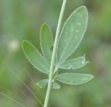 Image of taxon representative. Author is Роланд Цандекидис