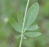 Anthyllis vulneraria subspecies rubriflora. Часть побега. Греция, Халкидики, окр. г. Полигирос (Πολύγυρος). 12.06.2014.