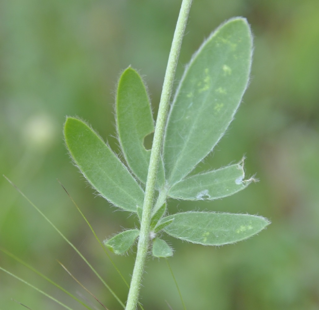 Image of Anthyllis vulneraria ssp. rubriflora specimen.