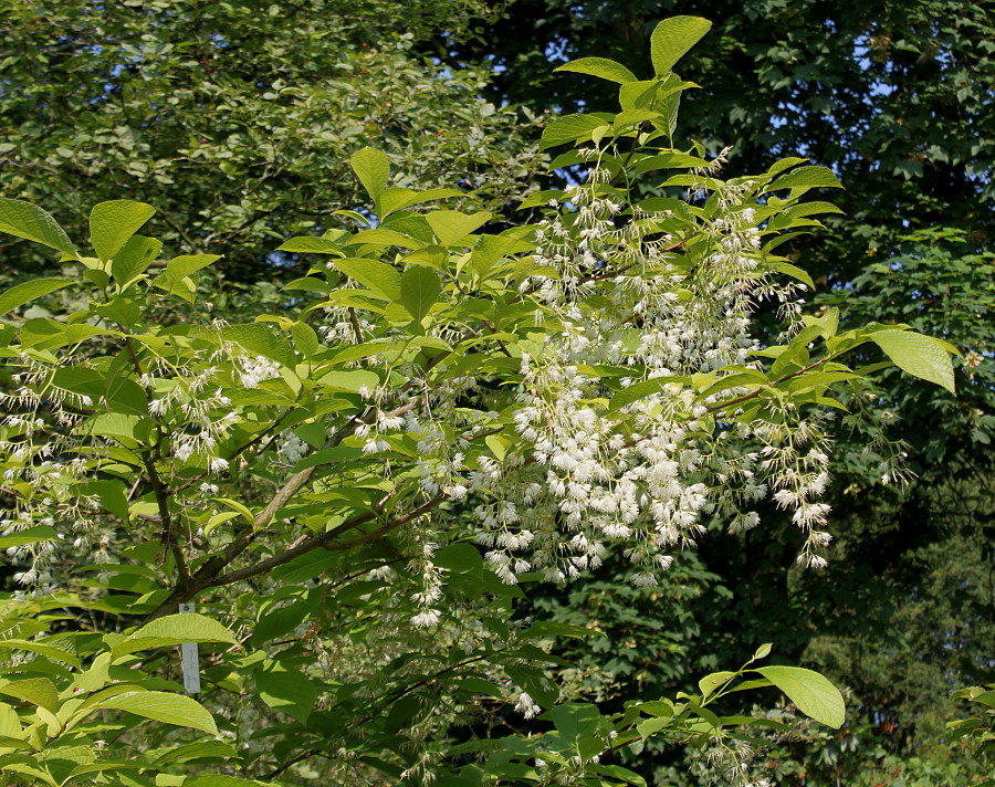 Изображение особи Pterostyrax hispidus.