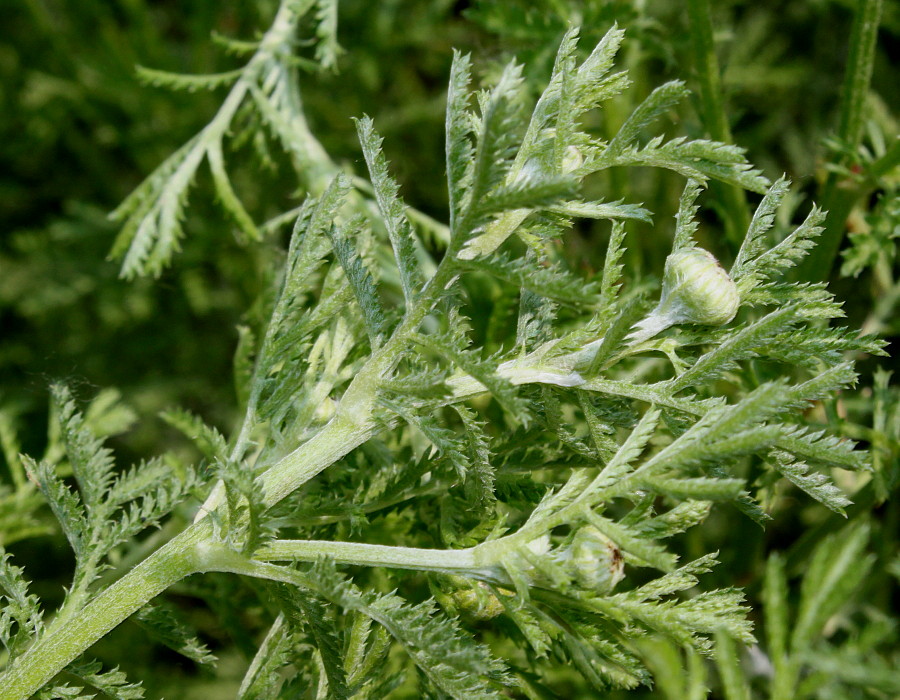 Image of Anthemis tinctoria specimen.