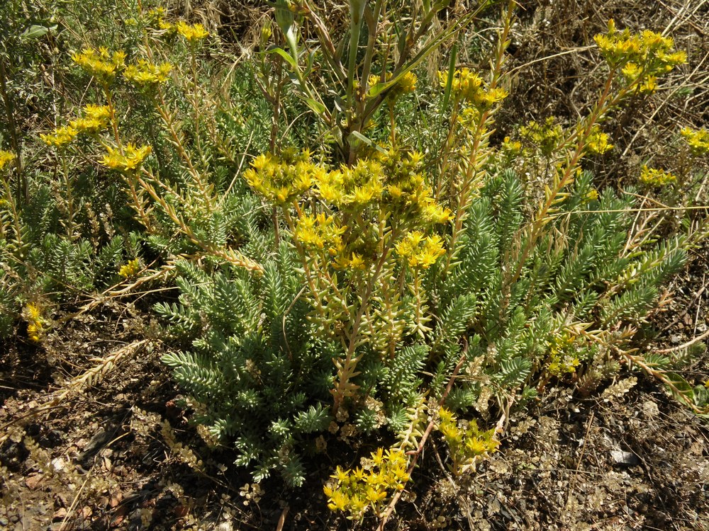 Изображение особи Sedum reflexum.