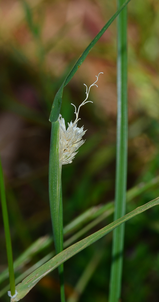 Изображение особи Phalaris paradoxa.