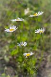 Tripleurospermum inodorum