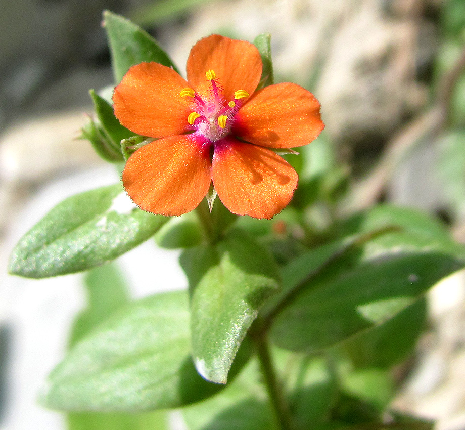 Image of Anagallis arvensis specimen.