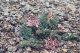 Cysticorydalis fedtschenkoana. Цветущее растение. Казахстан, Заилийский Алатау в окр. Алматы, р-н Космостанции, 3300 м н.у.м. 22 июня 2010 г.