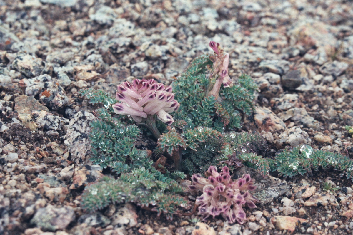 Изображение особи Cysticorydalis fedtschenkoana.