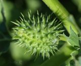 Datura stramonium. Плод. Молдова, Кишинев, Ботанический сад АН Молдовы. 23.06.2014.