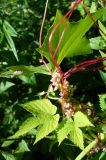 Cuscuta europaea. Часть побега с соцветиями (на Humulus lupulus). Ярославский р-н, окр. пос. Красные Ткачи, берег р. Которосль. 27 июля 2014 г.