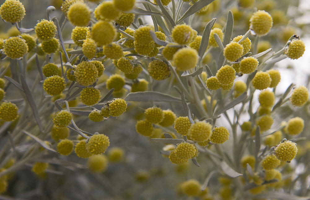 Изображение особи Artemisia arborescens.