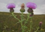 Cirsium serrulatum. Верхушка цветущего растения. Татарстан, Бугульминский р-н. 12.08.2014.