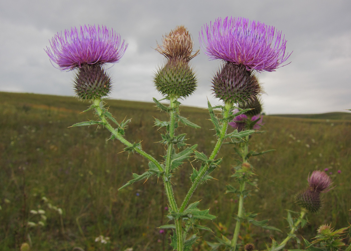 Изображение особи Cirsium serrulatum.