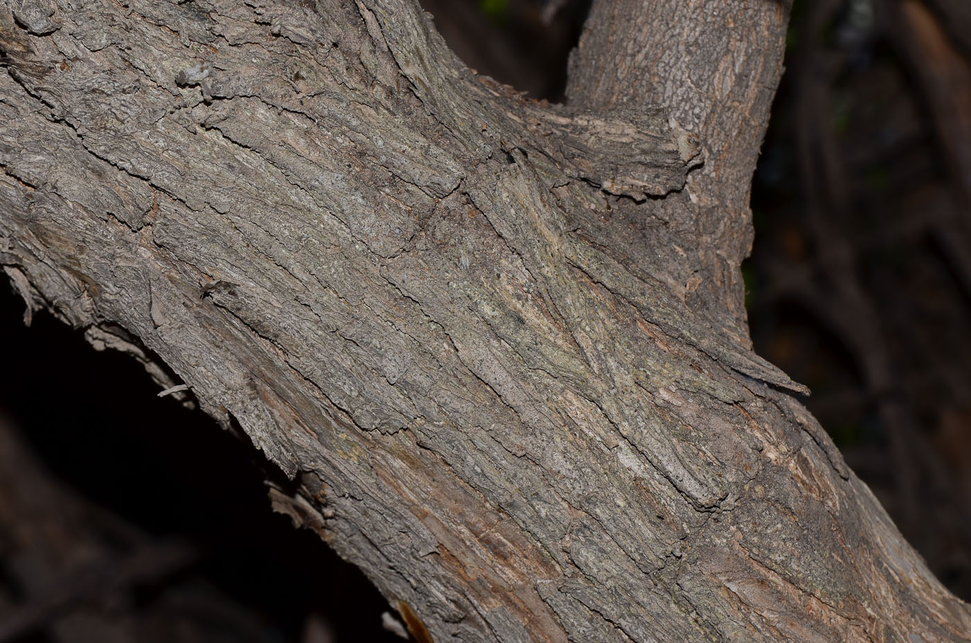 Image of Lagerstroemia speciosa specimen.