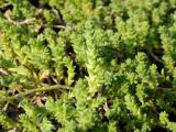 Sedum acre