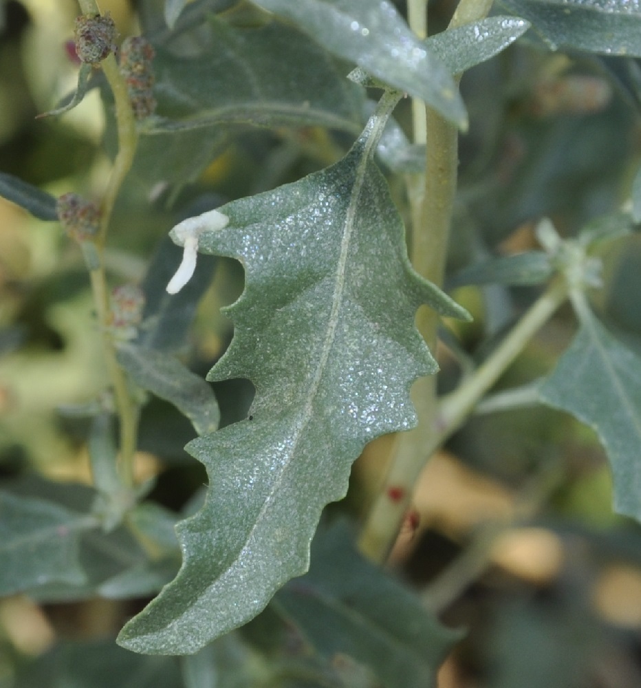 Image of Atriplex tatarica specimen.