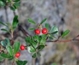 Arctostaphylos uva-ursi. Верхушки побегов с плодами. Ленинградская обл., окр. оз. Верхолино. 13.09.2014.