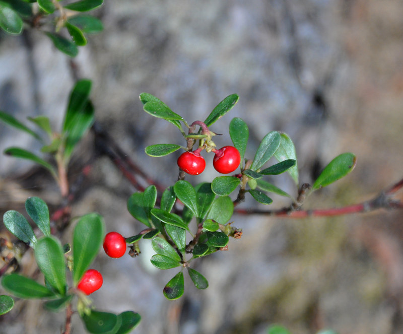 Изображение особи Arctostaphylos uva-ursi.