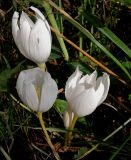 Crocus vallicola