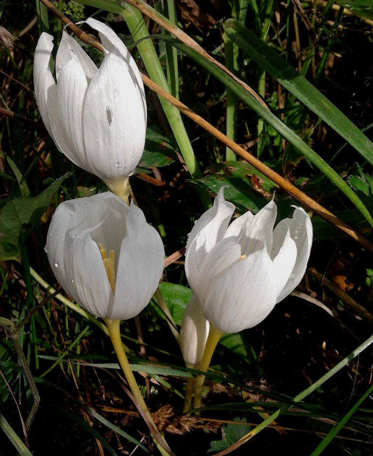 Image of Crocus vallicola specimen.