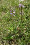 Campanula ruthenica. Цветущее растение. Горный Крым, Бабуган-Яйла. 27 июля 2009 г.