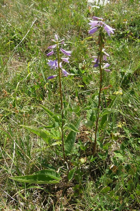 Изображение особи Campanula ruthenica.