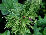 Equisetum sylvaticum. Верхушка растения в конце спороношения. Соловецкие острова, остров Большой Соловецкий. 06.07.2014.