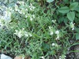 Stachys iberica