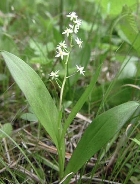 Изображение особи Smilacina trifolia.