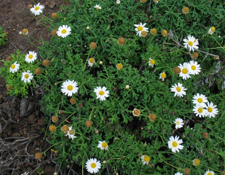 Image of Argyranthemum frutescens specimen.