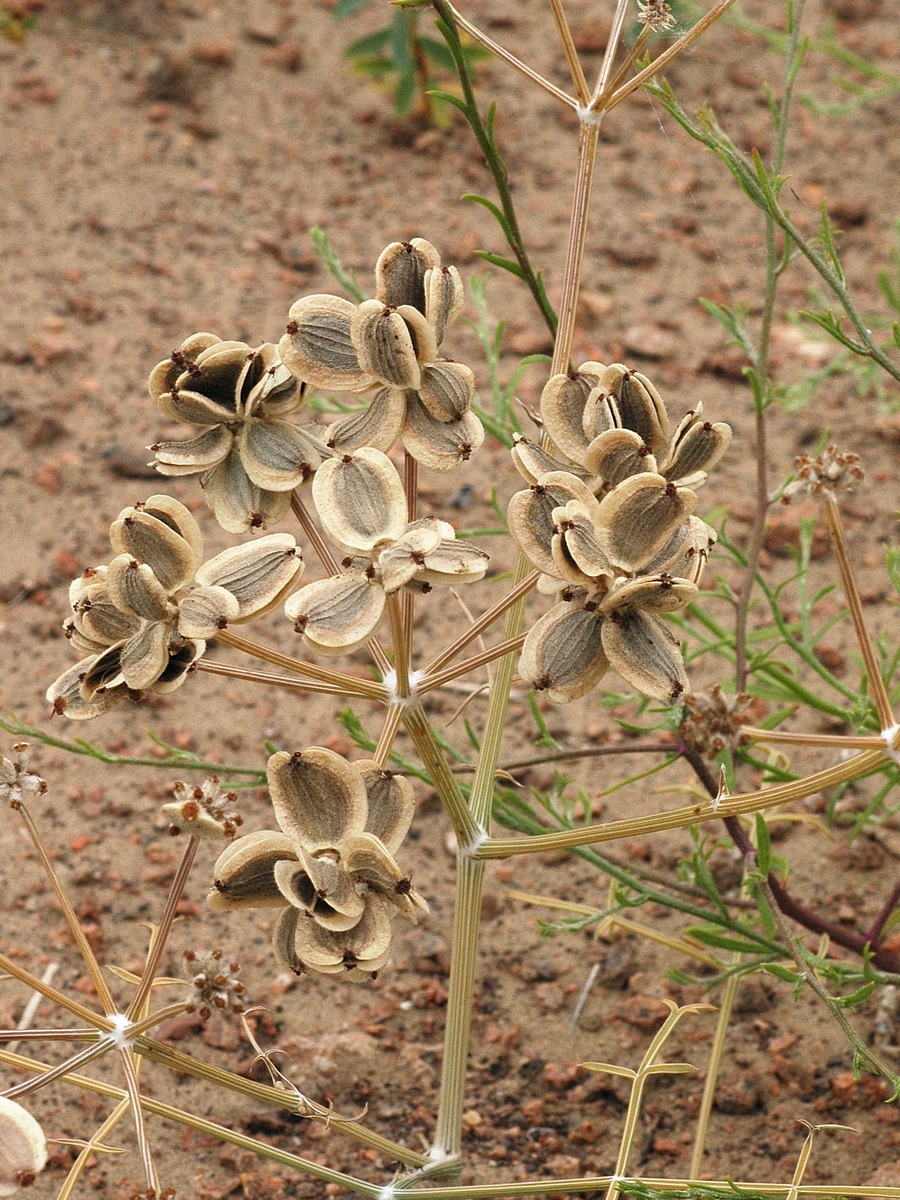 Image of Ferula karelinii specimen.