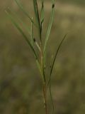 Galatella angustissima