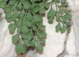 Asplenium ruta-muraria