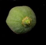 Tilia cordifolia. Плод (вид снизу). Курская обл., г. Железногорск, в посадке. 1 июля 2009 г.