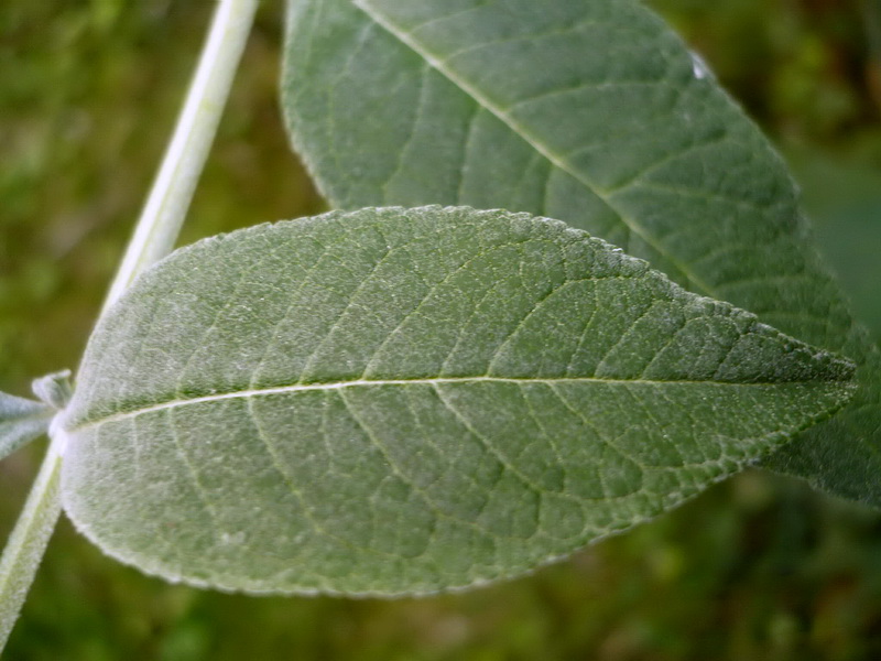 Image of Buddleja davidii specimen.