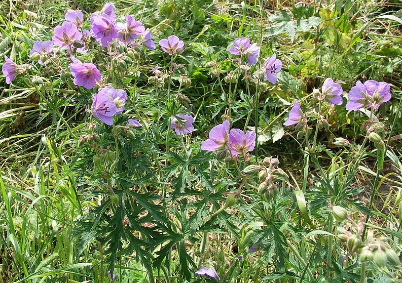 Image of Geranium pratense specimen.