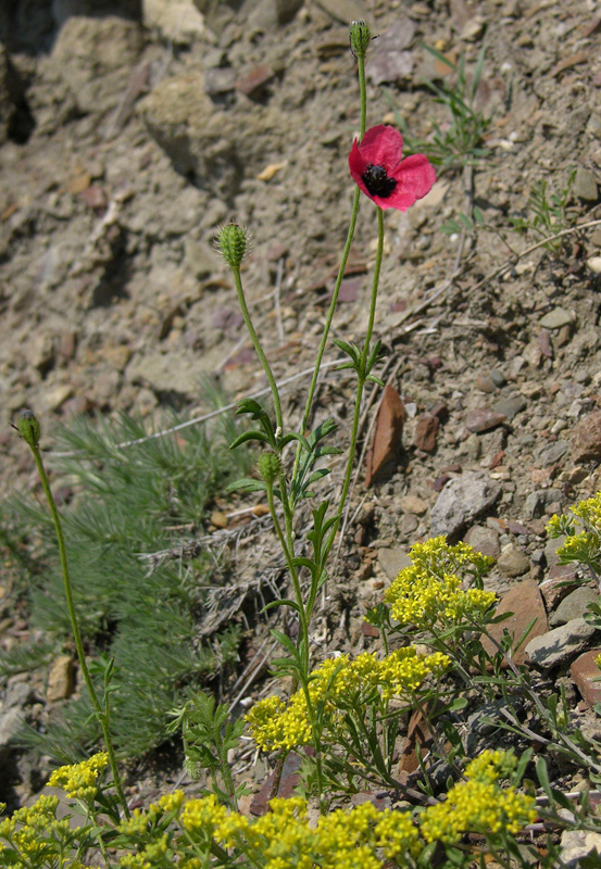 Изображение особи Papaver hybridum.