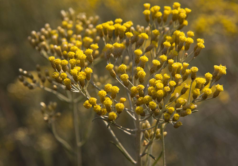 Изображение особи Helichrysum italicum.