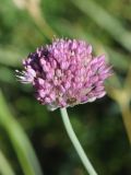 Allium caricifolium