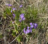 Primula auriculata. Цветущие растения. Кабардино-Балкария, Эльбрусский р-н, гора Чегет, восточный склон. 21 мая 2008 г.