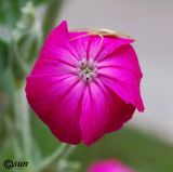 Lychnis coronaria