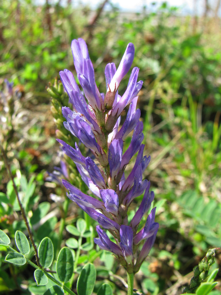 Image of Astragalus adsurgens specimen.