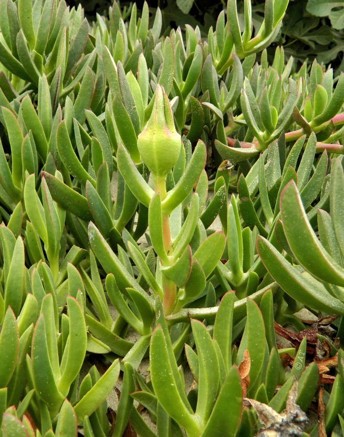 Image of Carpobrotus edulis specimen.