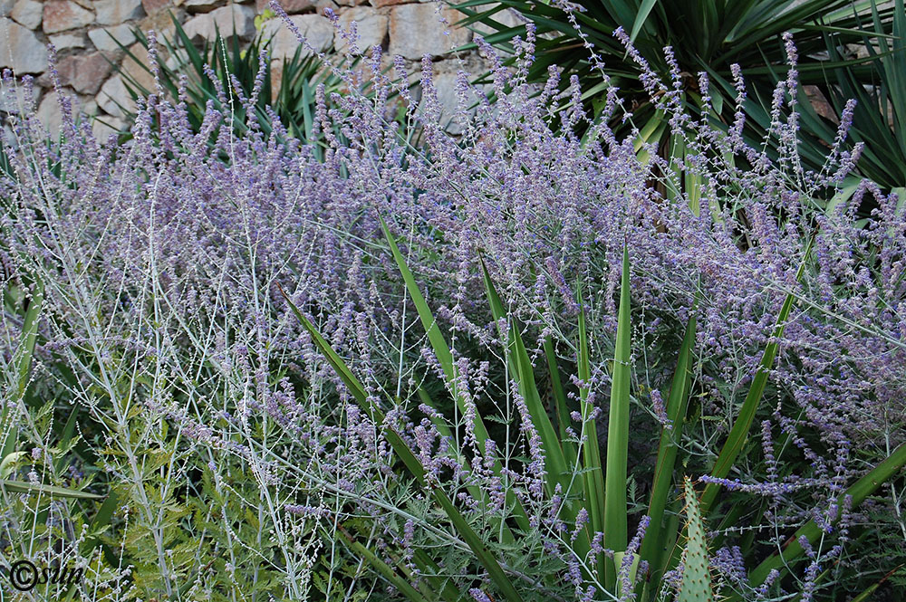 Image of Perovskia atriplicifolia specimen.