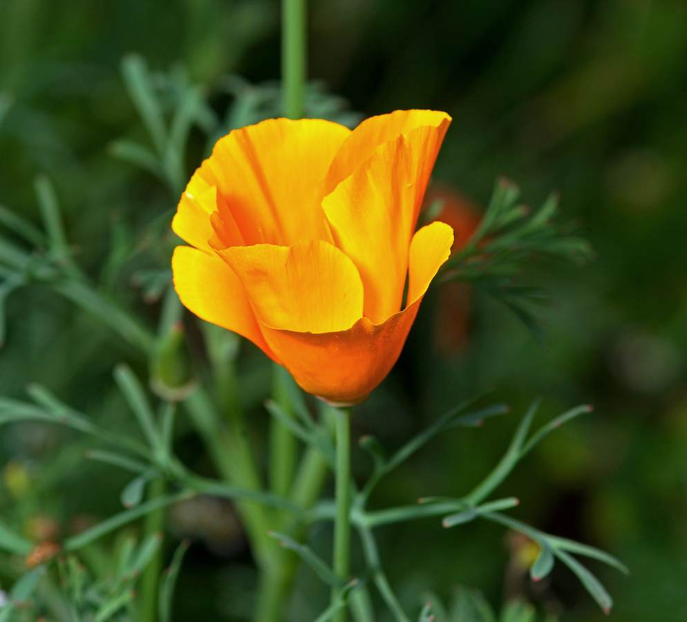 Изображение особи Eschscholzia californica.