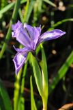 Iris douglasiana